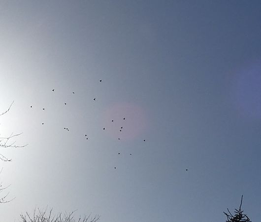 Grive litorne  - Magali Hivert