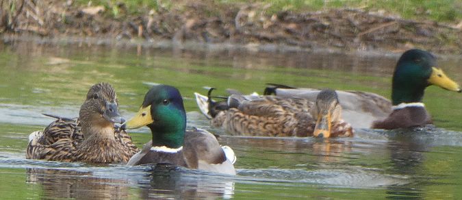 Canard colvert  - Magali Hivert