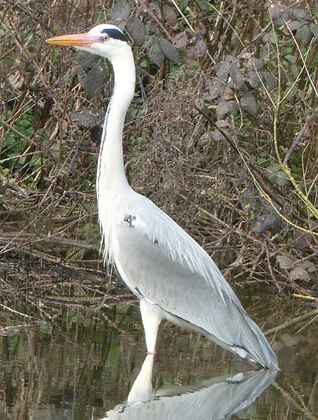 Héron cendré  - Magali Hivert