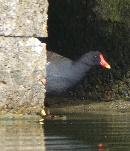 Gallinule poule-d'eau  - Magali Hivert
