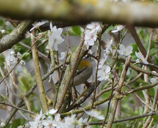 Roitelet à triple bandeau  - Magali Hivert