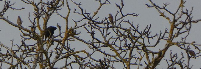 Linotte mélodieuse  - Magali Hivert