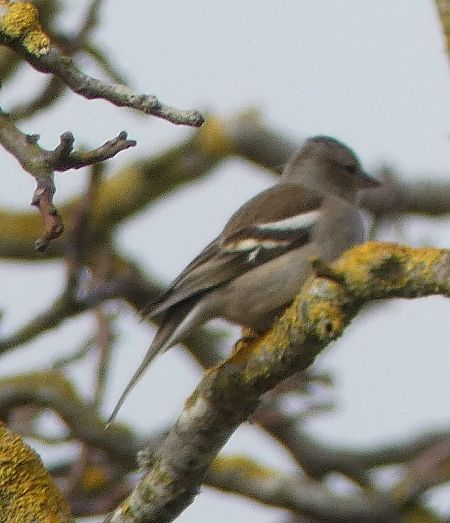 Pinson des arbres  - Magali Hivert