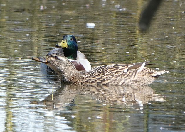 Canard colvert  - Magali Hivert