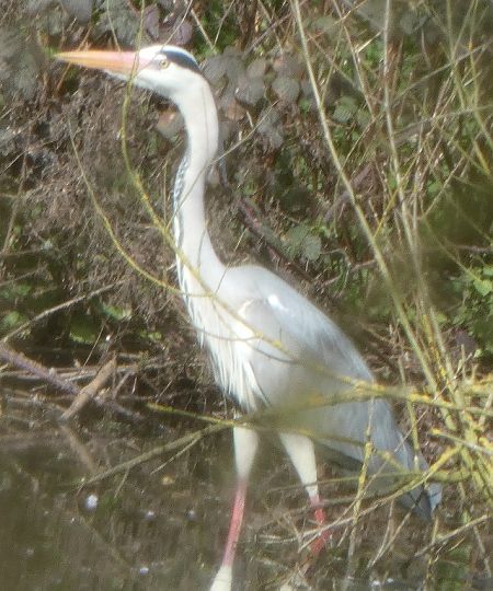 Héron cendré  - Magali Hivert
