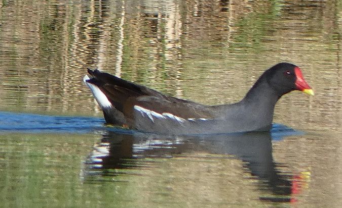 Gallinule poule-d'eau  - Magali Hivert