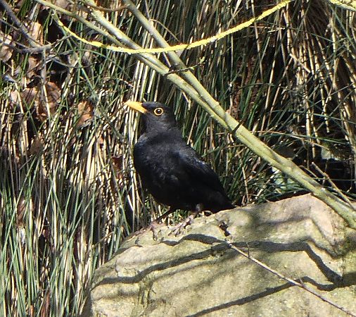 Merle noir  - Magali Hivert