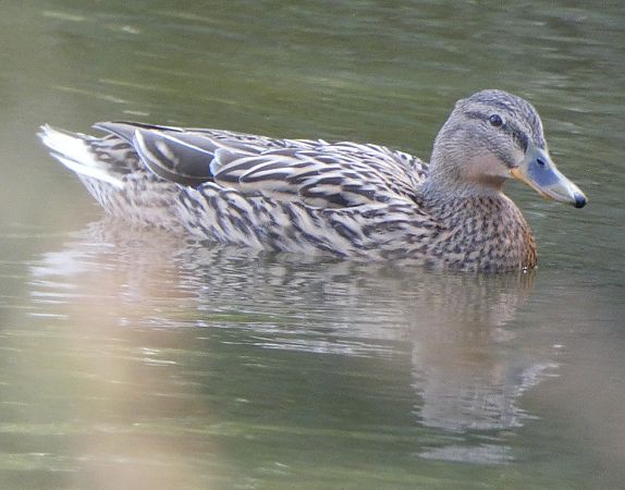 Canard colvert  - Magali Hivert