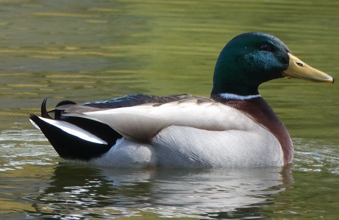 Canard colvert  - Magali Hivert