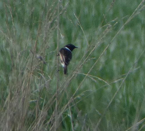 Tarier pâtre  - Magali Hivert