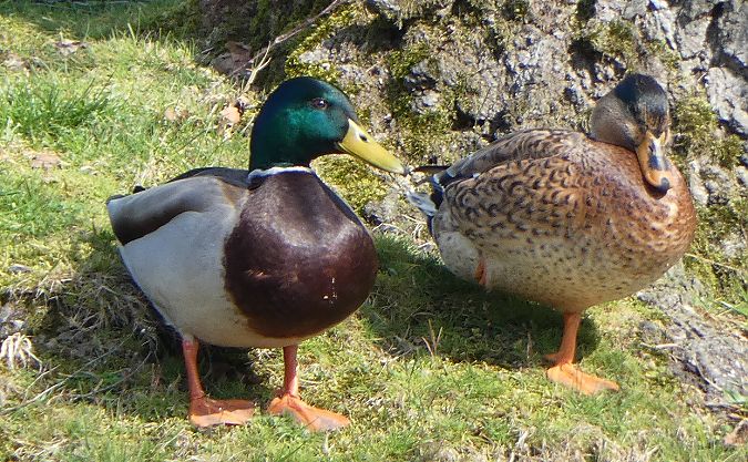 Canard colvert  - Magali Hivert
