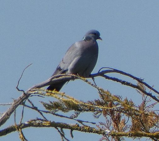 Pigeon colombin  - Magali Hivert