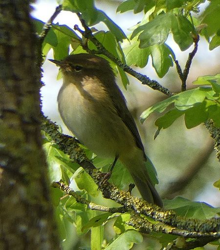 Pouillot véloce  - Magali Hivert