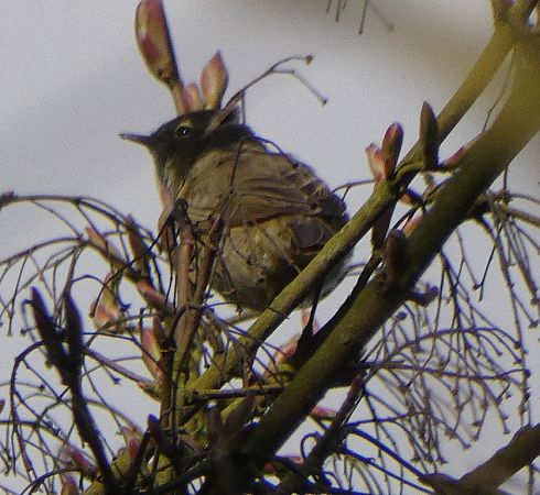 Pouillot véloce  - Magali Hivert