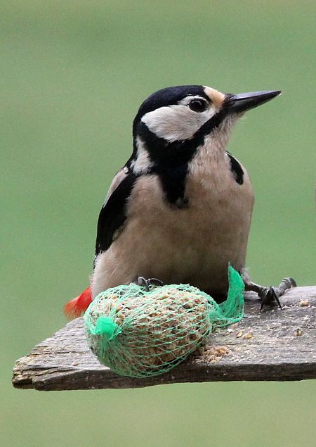 Pic épeiche  - Jacques Quinet