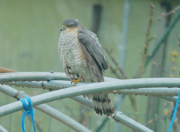 Épervier d'Europe  - Veronique Lobjoie