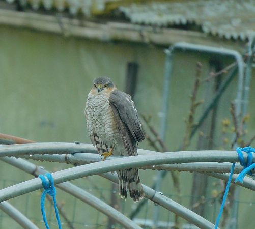 Épervier d'Europe  - Veronique Lobjoie