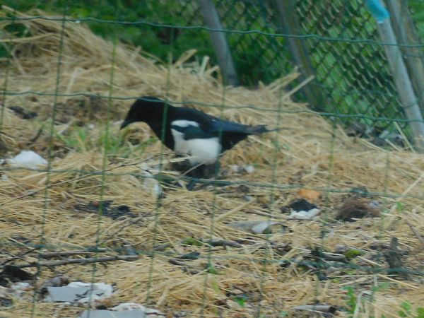 Pie bavarde  - Veronique Lobjoie