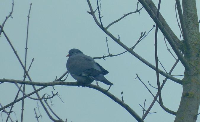 Pigeon ramier  - Veronique Lobjoie