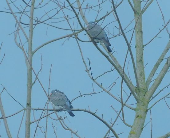 Pigeon ramier  - Veronique Lobjoie