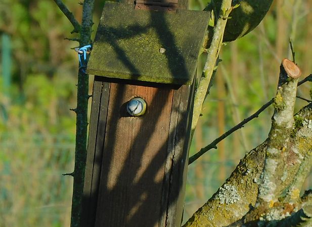 Mésange bleue  - Veronique Lobjoie