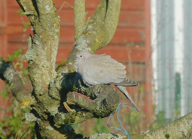 Tourterelle turque  - Veronique Lobjoie