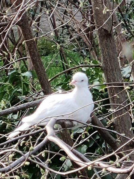 Colombidé indéterminé 