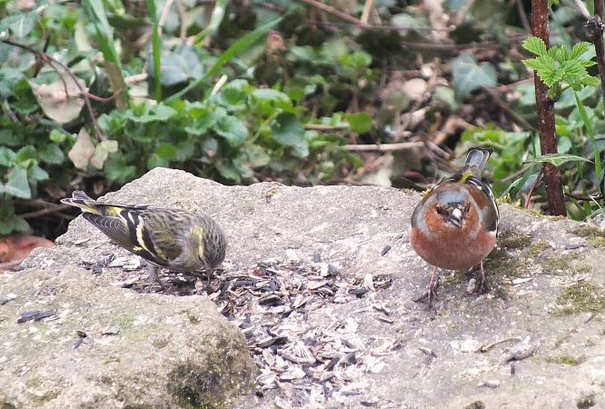 Tarin des aulnes  - Patrick Quercy