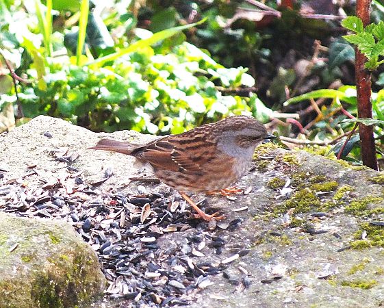 Accenteur mouchet  - Patrick Quercy