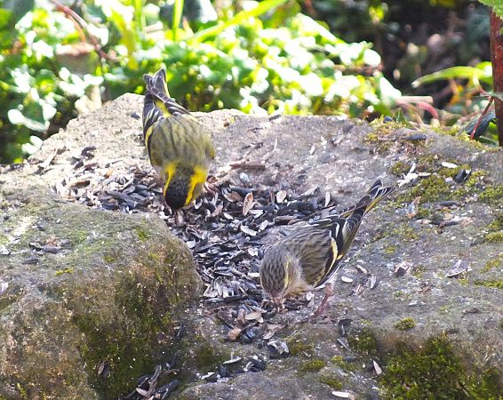 Tarin des aulnes  - Patrick Quercy