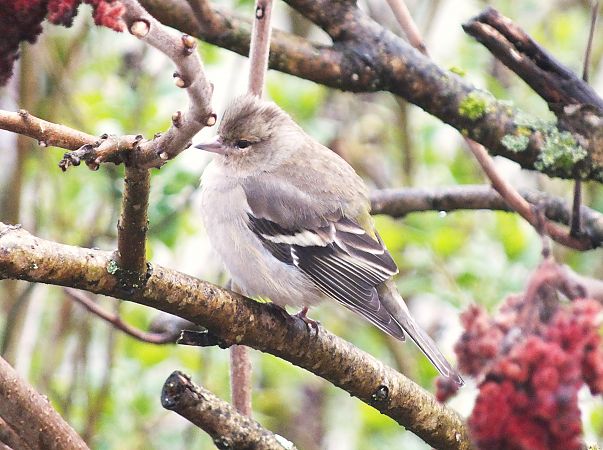 Pinson des arbres  - Patrick Quercy