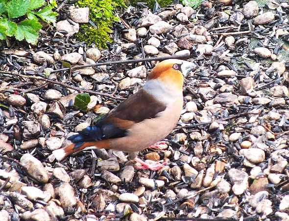 Grosbec casse-noyaux  - Patrick Quercy