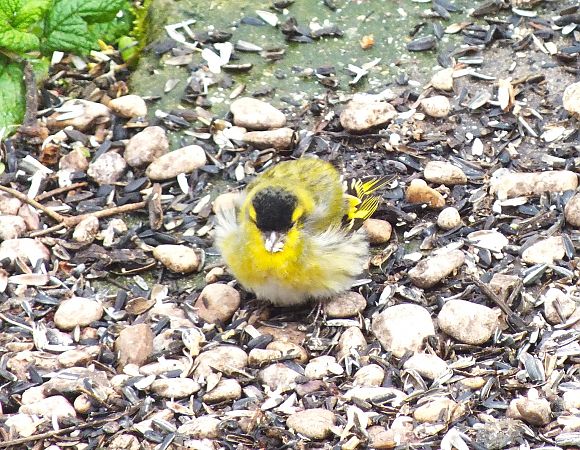 Tarin des aulnes  - Patrick Quercy