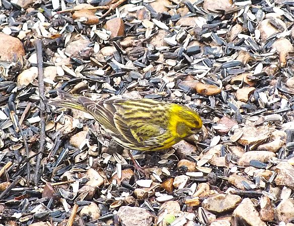 Serin cini  - Patrick Quercy