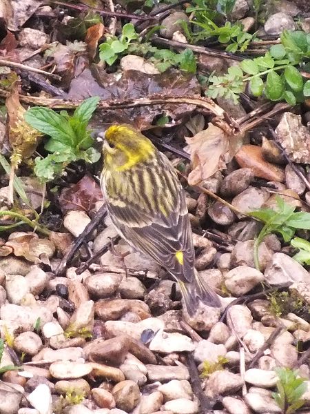 Serin cini  - Patrick Quercy