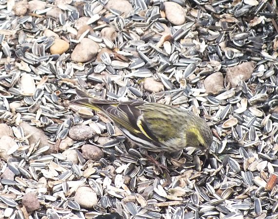 Tarin des aulnes  - Patrick Quercy