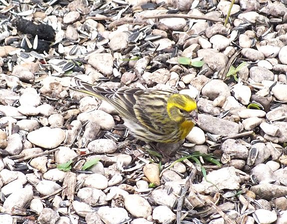 Serin cini  - Patrick Quercy