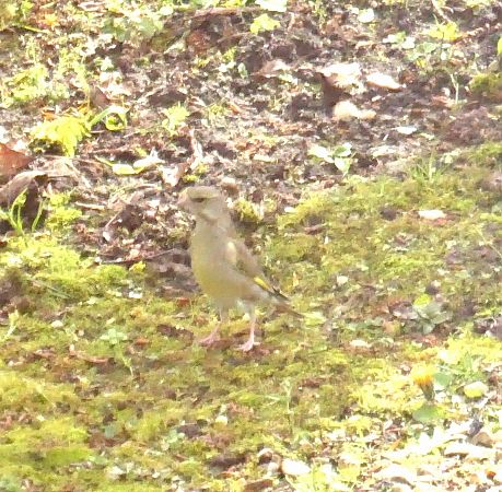 Verdier d'Europe  - Chantal Laurent Carrette