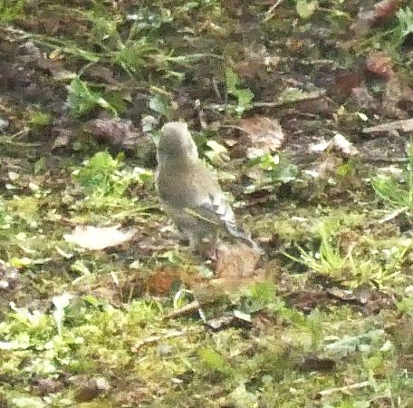 Verdier d'Europe  - Chantal Laurent Carrette