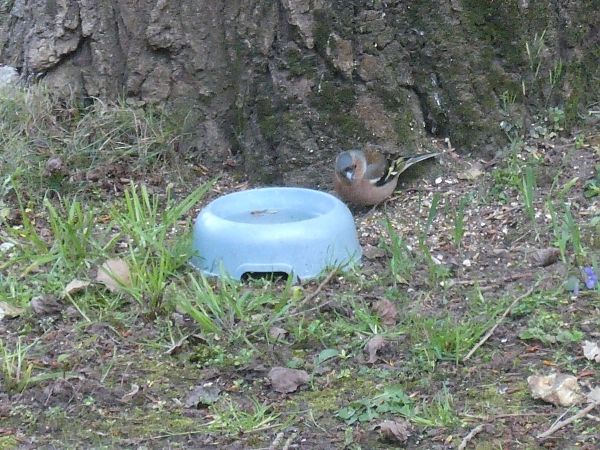 Pinson des arbres  - Chantal Laurent Carrette