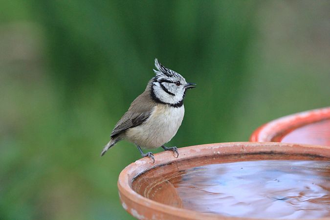 Mésange huppée  - François Aubert
