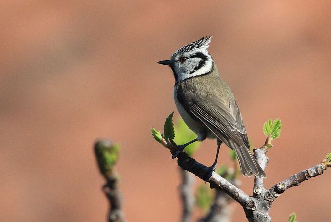 Mésange huppée  - François Aubert