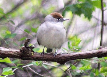 Fauvette à tête noire  - Viviane Richard