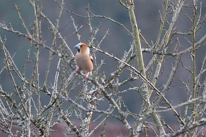 Grosbec casse-noyaux  - Remy Simon