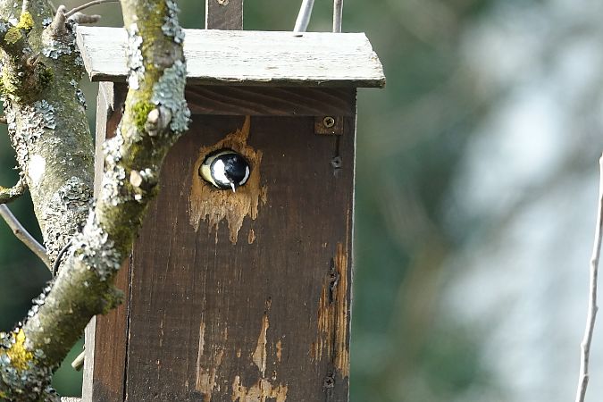 Mésange charbonnière  - Remy Simon
