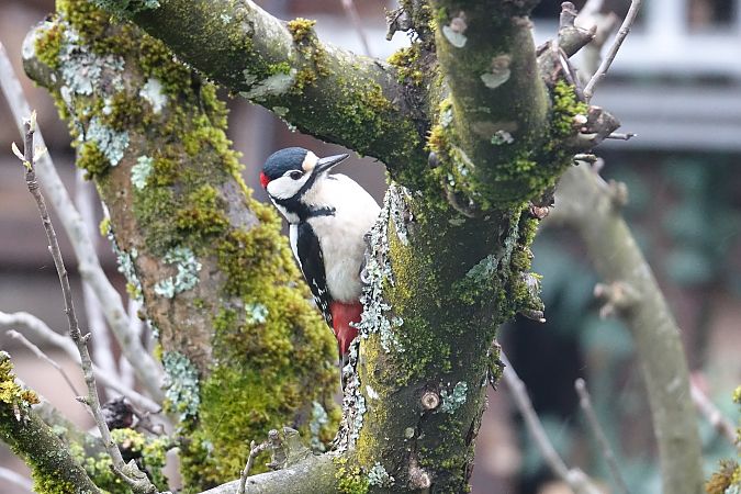 Pic épeiche  - Remy Simon