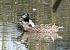 Canard colvert (Anas platyrhynchos) © Magali Hivert