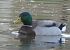 Canard colvert (Anas platyrhynchos) © Magali Hivert