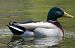 Canard colvert (Anas platyrhynchos) © Magali Hivert