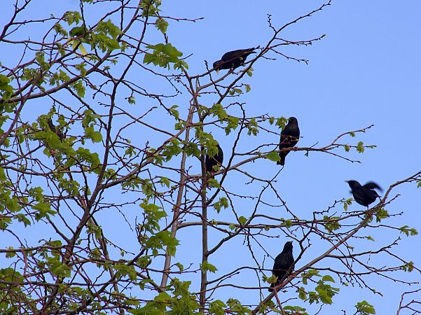 Étourneau unicolore 